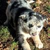 McNabb/Aussie/Catahoula puppies
