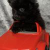 GorgeousTiny teacup male Pomeranian black 