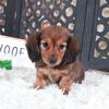 Roxy-Darling Dachshund Puppy