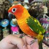 Sun Conure Red Factor hand fed baby 