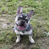 Lilac frenchie akc beautiful boy