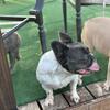 Sincere, a Dream Female Pet Fluffy Frenchie 