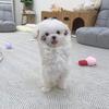 Striking And Healthy Male Maltese For Sell