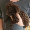 Toy poodle puppies for sale
