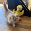 Simba Persian male ready now! Neutered