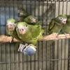 Canary wing parakeet