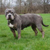 4 Year Old, Blue Trindle American Bully