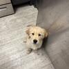 🐾 8-Week-Old Golden Retriever Puppy – Loving Home Needed ($2000)