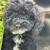 Micro goldendoodle for sale
