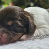 Dachshund puppy 