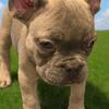 French bulldog pups 