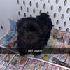Shih tzu poodle  mix puppie