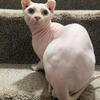 Sphynx 