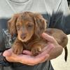 AMazing $250 Dachshund Pups