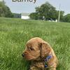 Minigoldendoodle puppy - barney