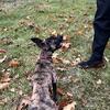 Dutch shepherd Female 5Months
