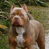 american bully puppies *born 1/20/2025* Lilac Tri & Tri Carrier Red Nose *SOLD - See 7/24/25 litter*