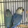True blue lovebirds 