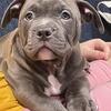 American bully