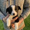 Cardigan Corgi Puppies