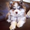 Healthy Pomsky M&F available