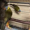 Breeding pair lorikeets 