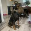 Akc Doberman puppies