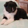 AKC sheltie litter
