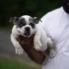Exotic bully female 
