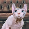 Sphynx DBE stud proven sphynx Sphinx BLUE EYES breeding Pittsburg