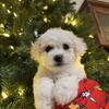 Bichon Frise Puppies Ukc Hypoallergenic