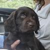  Spaniel puppies Boykin low shedding 