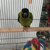 Nanday Conure