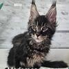 Maine coon kitten 