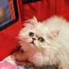 Beautiful Silver Persian male 
