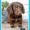 Carter Male AKC Mini Dachshund