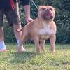 Male American bully