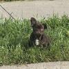  French Bulldog Puppies Available Fluffy + Testable Carriers ! 