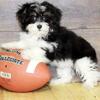 Hypoallergenic Havanese puppies.