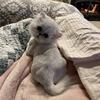Silver and Golden Persians - Retired Adults and Kittens Available
