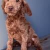 Australian Labradoodle Puppy Carmel