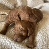 AKC miniature poodle puppies