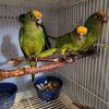 Peach front conures babies