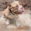 Micro Bully