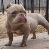 Crown grand daughter