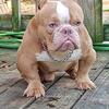 Exotic Bully male available 936. 661. 4545