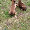 Belgian Malinois 