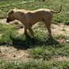 American bully male