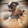 Chinese Crested pupzz available.