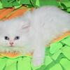 Persian kitten in Florida   Tampa  $100 #330-319-0095
